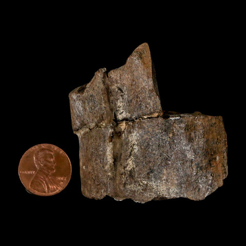 2.1" Stegosaurus Fossil Rib Bone Morrison FM Wyoming Jurassic Age Dinosaur COA - Fossil Age Minerals