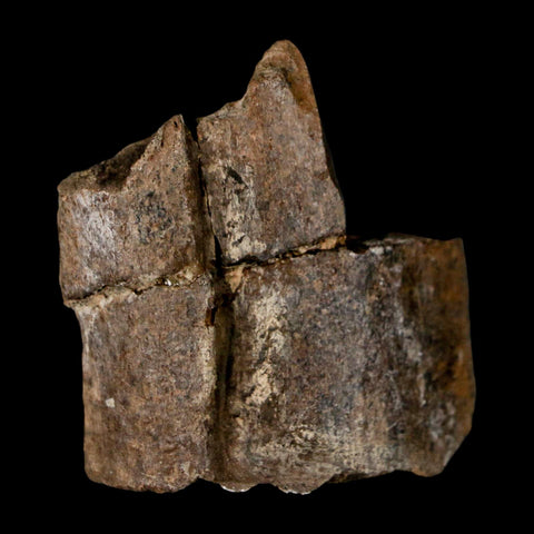 2.1" Stegosaurus Fossil Rib Bone Morrison FM Wyoming Jurassic Age Dinosaur COA - Fossil Age Minerals