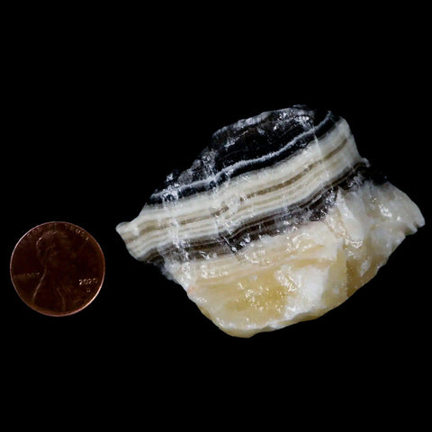 2.3" Natural Rough Zebra Calcite Crystal Mineral Specimen Nuevo Leon Mexico - Fossil Age Minerals