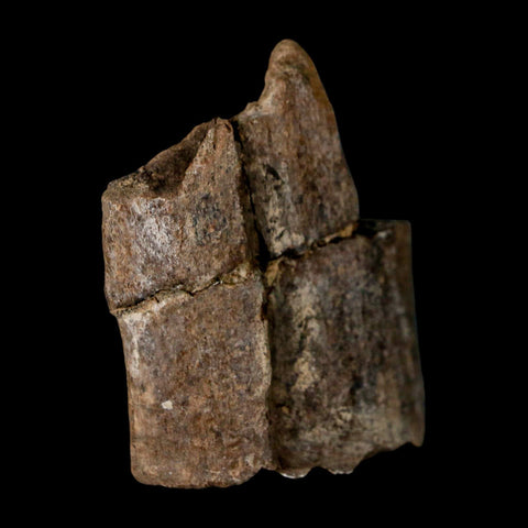 2.1" Stegosaurus Fossil Rib Bone Morrison FM Wyoming Jurassic Age Dinosaur COA - Fossil Age Minerals