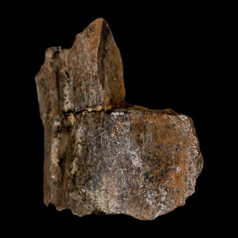 2.1" Stegosaurus Fossil Rib Bone Morrison FM Wyoming Jurassic Age Dinosaur COA - Fossil Age Minerals