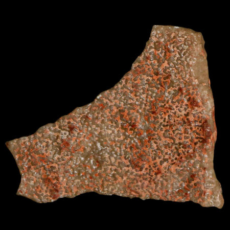 0.7" Megaloolithus Titanosaur Dinosaur Fossil Egg Shell Bouches Du Rhone France Display