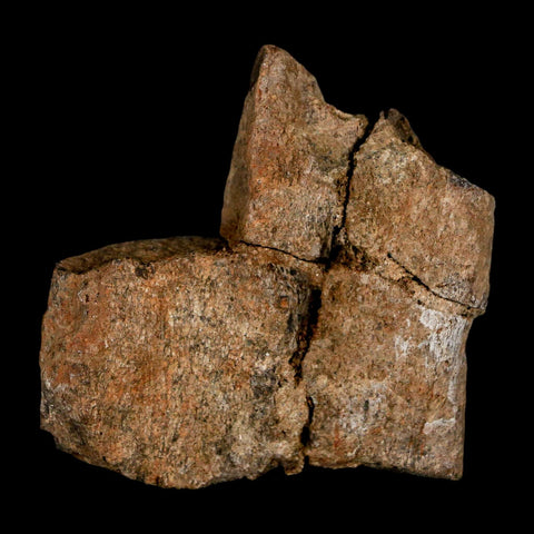 2.1" Stegosaurus Fossil Rib Bone Morrison FM Wyoming Jurassic Age Dinosaur COA - Fossil Age Minerals