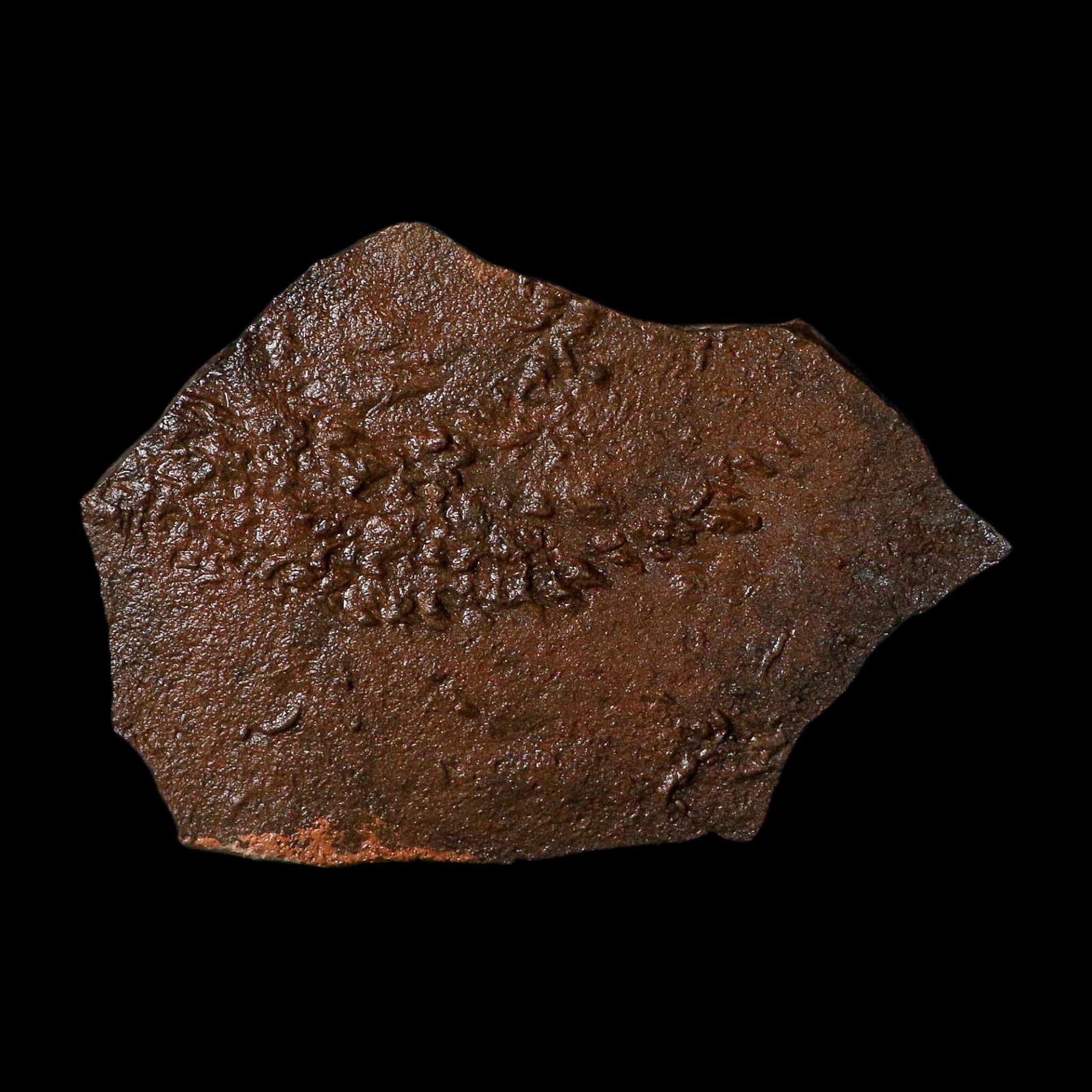 5" Trilobite Trackway Cruziana Plate Fossil Ordovician Age Ouzina Morocco - Fossil Age Minerals