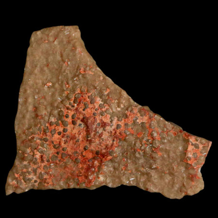 0.7" Megaloolithus Titanosaur Dinosaur Fossil Egg Shell Bouches Du Rhone France Display