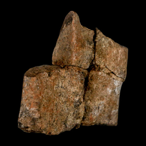 2.1" Stegosaurus Fossil Rib Bone Morrison FM Wyoming Jurassic Age Dinosaur COA - Fossil Age Minerals