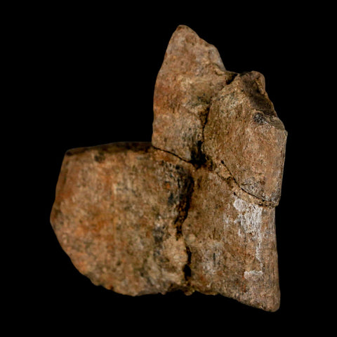 2.1" Stegosaurus Fossil Rib Bone Morrison FM Wyoming Jurassic Age Dinosaur COA - Fossil Age Minerals