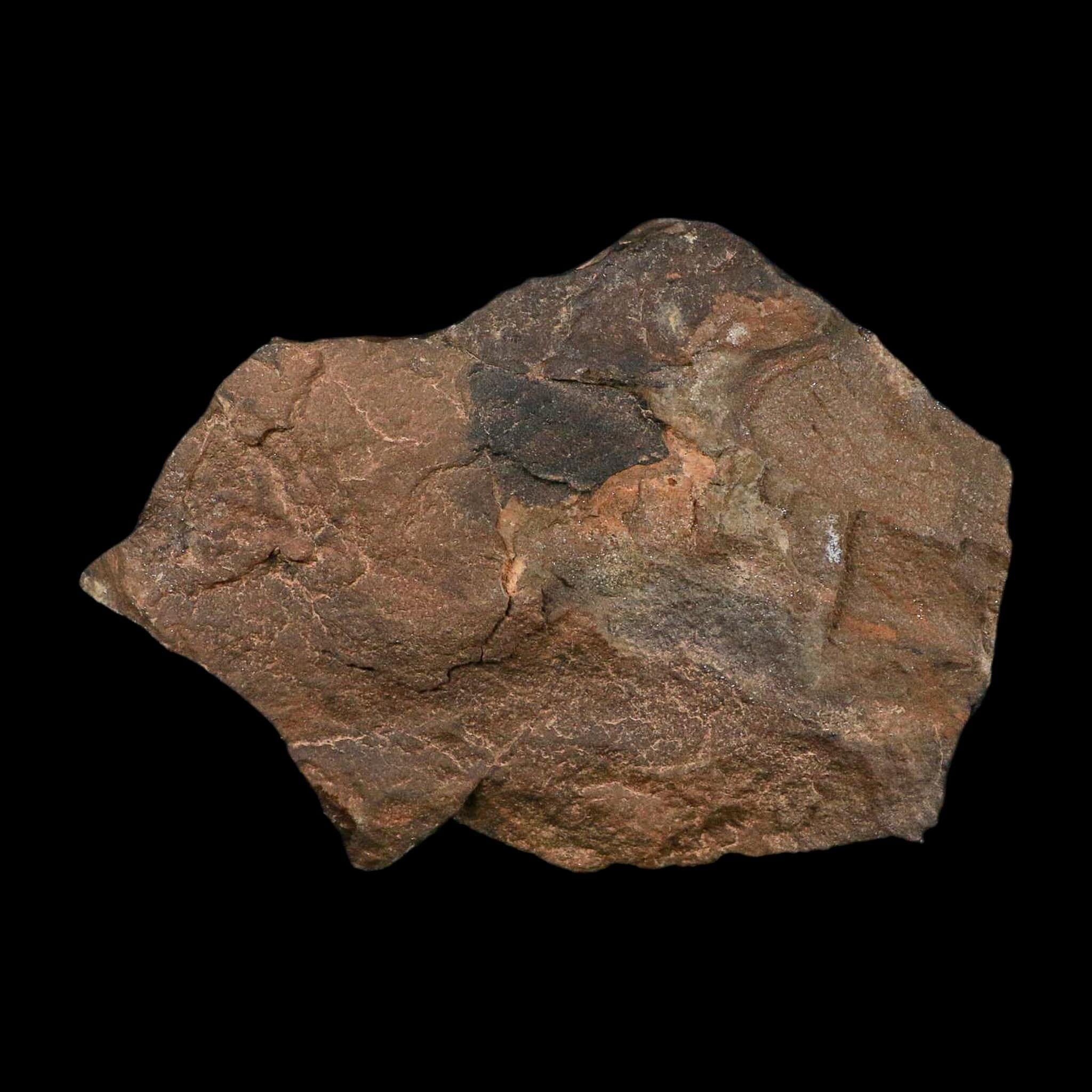 5" Trilobite Trackway Cruziana Plate Fossil Ordovician Age Ouzina Morocco - Fossil Age Minerals