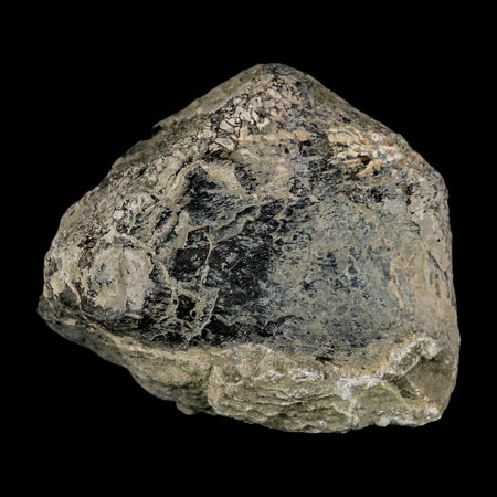 2.5" Stegosaurus Fossil Limb Bone Morrison FM Wyoming Jurassic Age Dinosaur COA