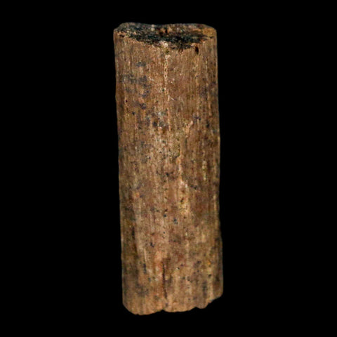 1" Hadrosaur Dinosaur Tendon Fossil Lance Creek FM Cretaceous WY COA Display - Fossil Age Minerals