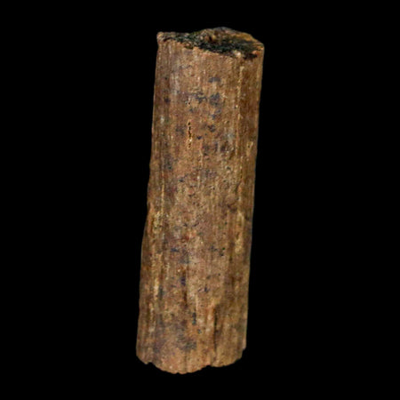 1" Hadrosaur Dinosaur Tendon Fossil Lance Creek FM Cretaceous WY COA Display