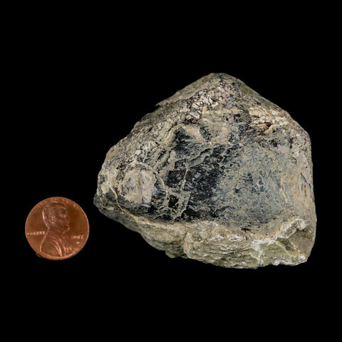 2.5" Stegosaurus Fossil Limb Bone Morrison FM Wyoming Jurassic Age Dinosaur COA - Fossil Age Minerals