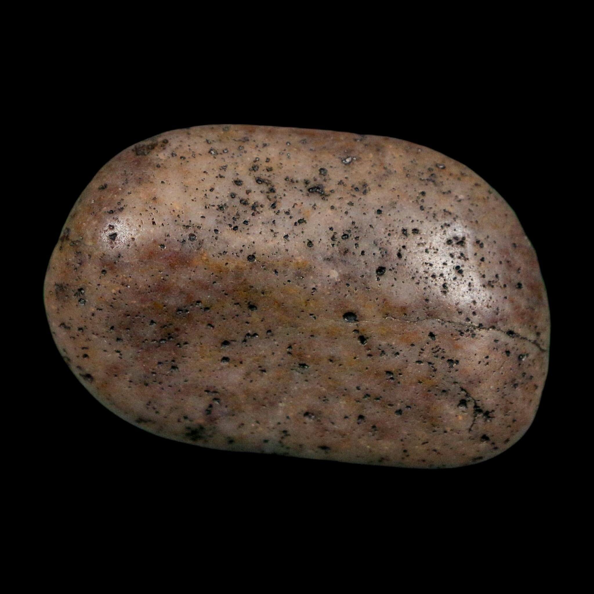 1.6" Sauropod Dinosaur Stomach Stone Gastrolith Rock Gizzard Stone COA - Fossil Age Minerals