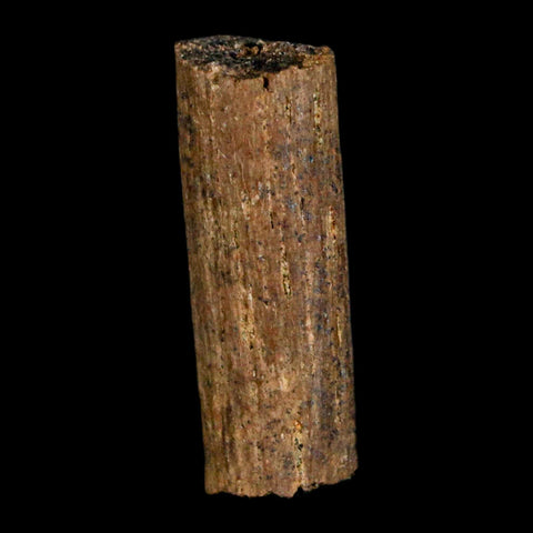 1" Hadrosaur Dinosaur Tendon Fossil Lance Creek FM Cretaceous WY COA Display - Fossil Age Minerals