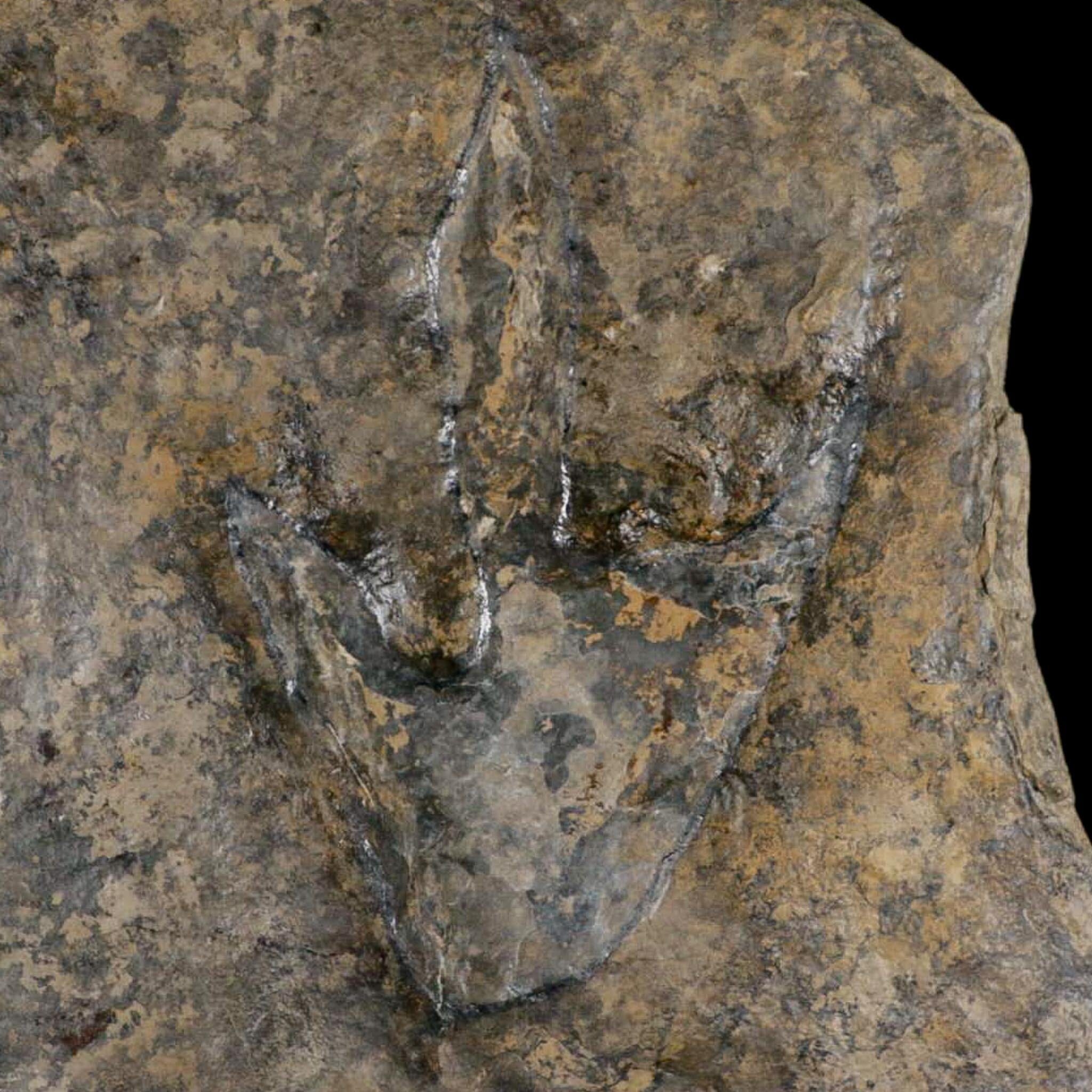 5.4" Grallator Variabilis Dinosaurs Tracks Foot Prints Jurassic Age France COA, Stand - Fossil Age Minerals