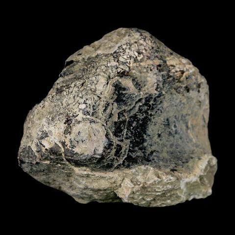 2.5" Stegosaurus Fossil Limb Bone Morrison FM Wyoming Jurassic Age Dinosaur COA - Fossil Age Minerals