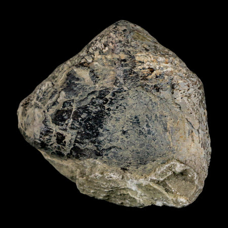 2.5" Stegosaurus Fossil Limb Bone Morrison FM Wyoming Jurassic Age Dinosaur COA