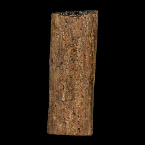 1" Hadrosaur Dinosaur Tendon Fossil Lance Creek FM Cretaceous WY COA Display - Fossil Age Minerals