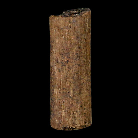 1" Hadrosaur Dinosaur Tendon Fossil Lance Creek FM Cretaceous WY COA Display - Fossil Age Minerals