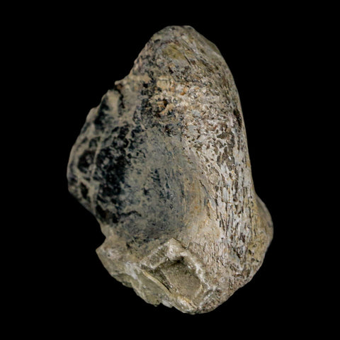 2.5" Stegosaurus Fossil Limb Bone Morrison FM Wyoming Jurassic Age Dinosaur COA - Fossil Age Minerals