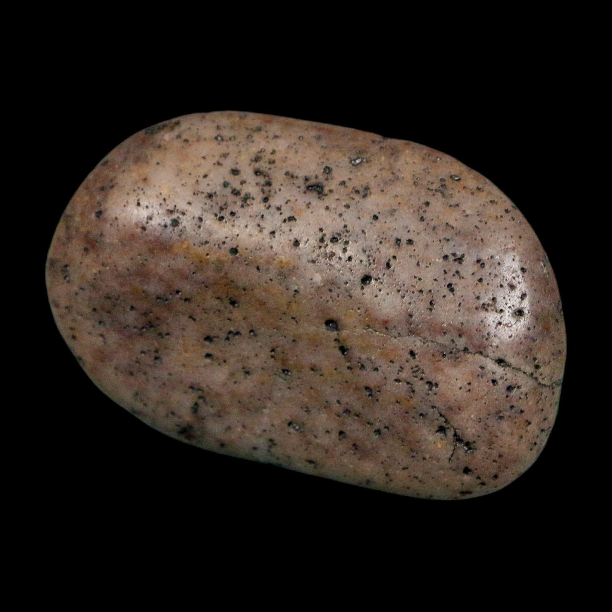 1.6" Sauropod Dinosaur Stomach Stone Gastrolith Rock Gizzard Stone COA - Fossil Age Minerals