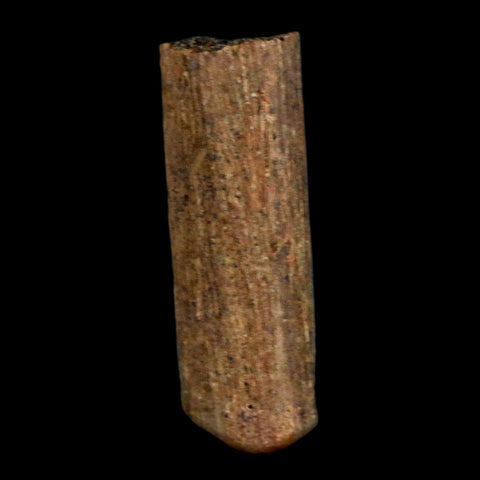 1" Hadrosaur Dinosaur Tendon Fossil Lance Creek FM Cretaceous WY COA Display - Fossil Age Minerals