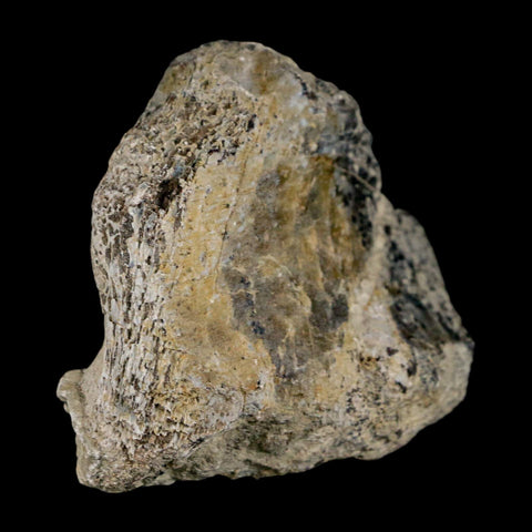 2.5" Stegosaurus Fossil Limb Bone Morrison FM Wyoming Jurassic Age Dinosaur COA - Fossil Age Minerals