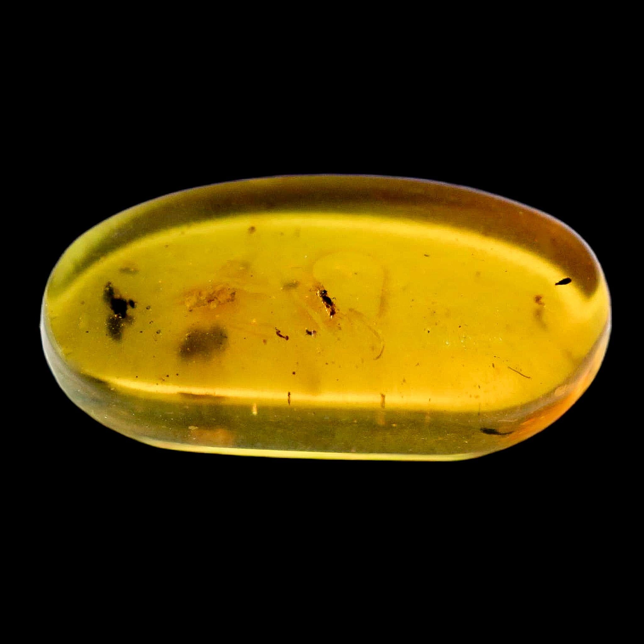 Burmese Insect Amber Hymenoptera Wasp Bee Fossil Cretaceous Dinosaur Age - Fossil Age Minerals