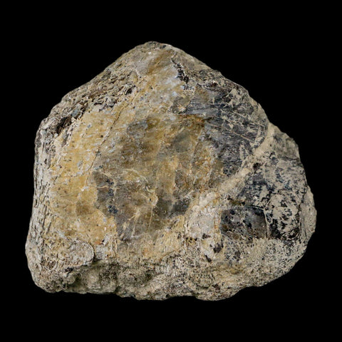 2.5" Stegosaurus Fossil Limb Bone Morrison FM Wyoming Jurassic Age Dinosaur COA - Fossil Age Minerals