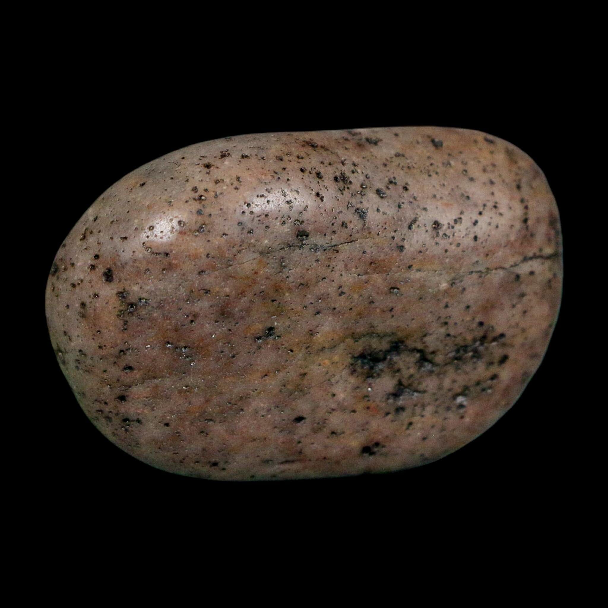 1.6" Sauropod Dinosaur Stomach Stone Gastrolith Rock Gizzard Stone COA - Fossil Age Minerals