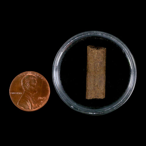 1" Hadrosaur Dinosaur Tendon Fossil Lance Creek FM Cretaceous WY COA Display - Fossil Age Minerals