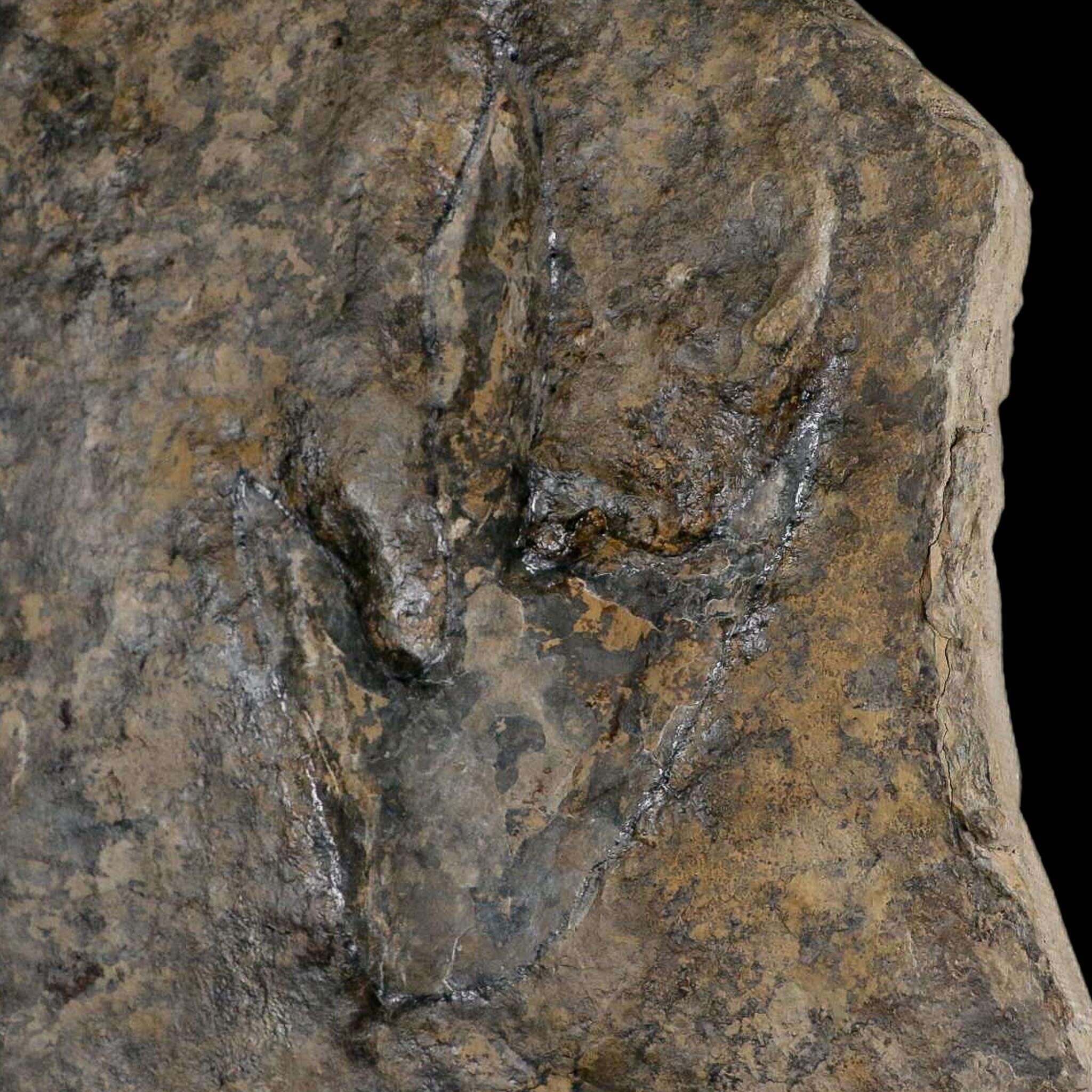 5.4" Grallator Variabilis Dinosaurs Tracks Foot Prints Jurassic Age France COA, Stand - Fossil Age Minerals