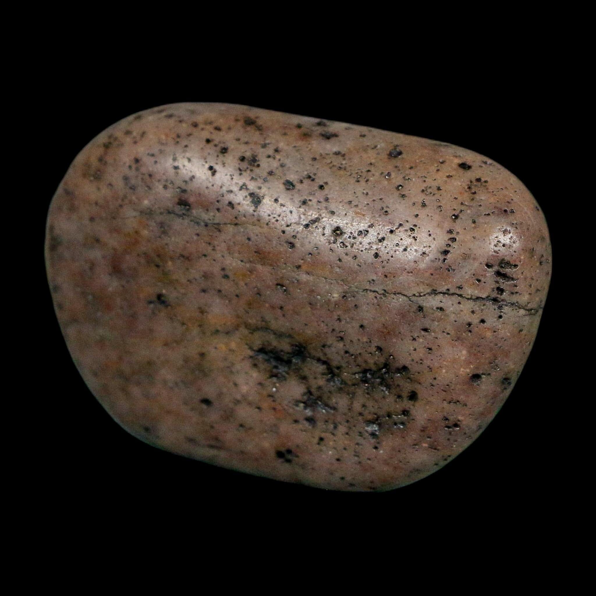 1.6" Sauropod Dinosaur Stomach Stone Gastrolith Rock Gizzard Stone COA - Fossil Age Minerals