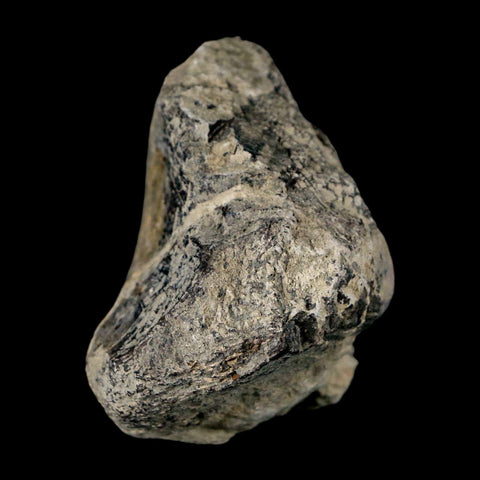 2.5" Stegosaurus Fossil Limb Bone Morrison FM Wyoming Jurassic Age Dinosaur COA - Fossil Age Minerals