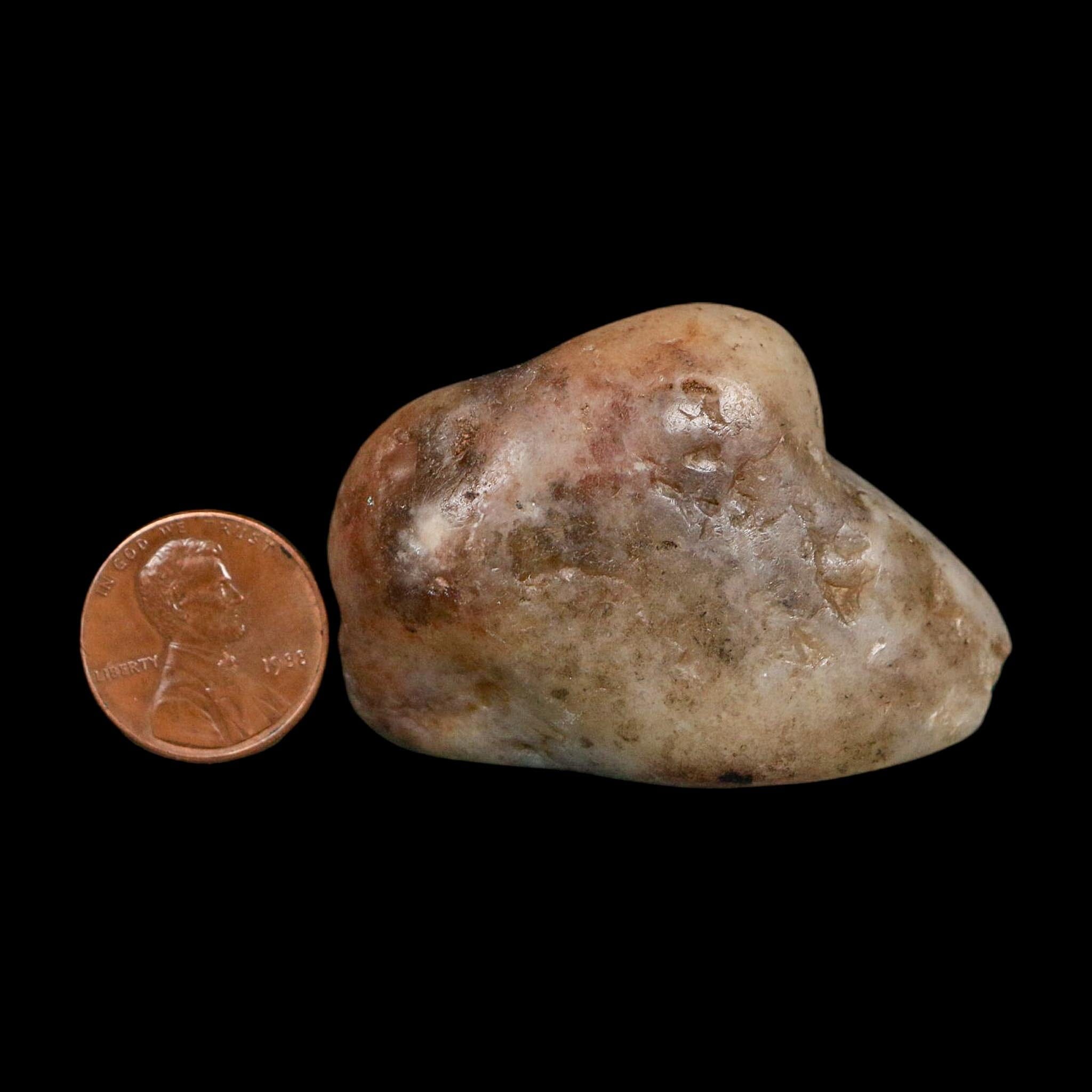 2" Sauropod Dinosaur Stomach Stone Gastrolith Rock Gizzard Stone COA - Fossil Age Minerals