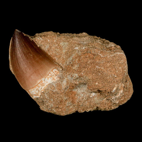 1.6" Mosasaur Prognathodon Fossil Tooth In Matrix Cretaceous Dinosaur Era COA - Fossil Age Minerals