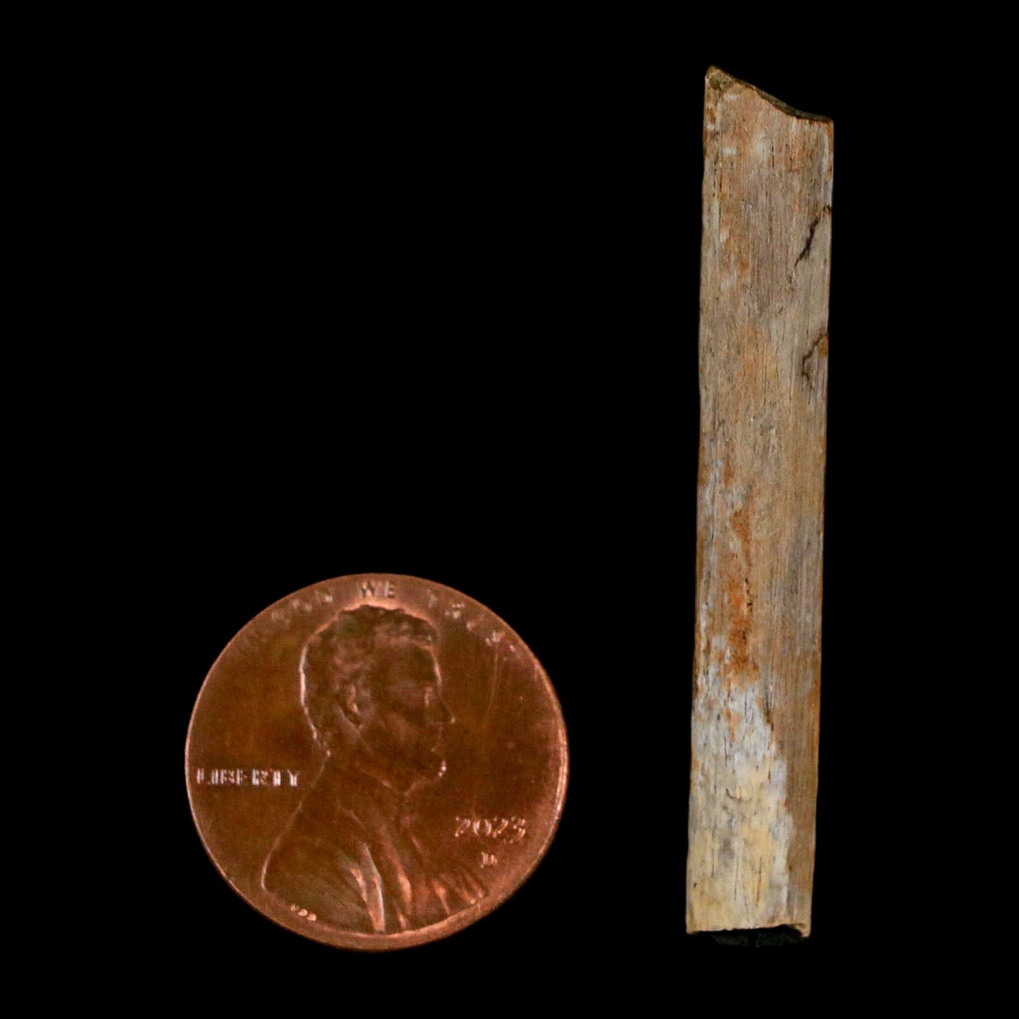 1.7" Hadrosaur Dinosaur Tendon Fossil Lance Creek FM Cretaceous Wyoming COA - Fossil Age Minerals