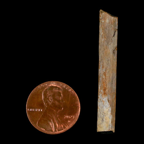 1.7" Hadrosaur Dinosaur Tendon Fossil Lance Creek FM Cretaceous Wyoming COA - Fossil Age Minerals