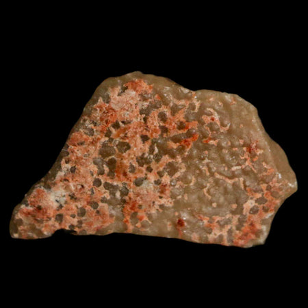 0.7" Megaloolithus Titanosaur Dinosaur Fossil Egg Shell Bouches Du Rhone France Display