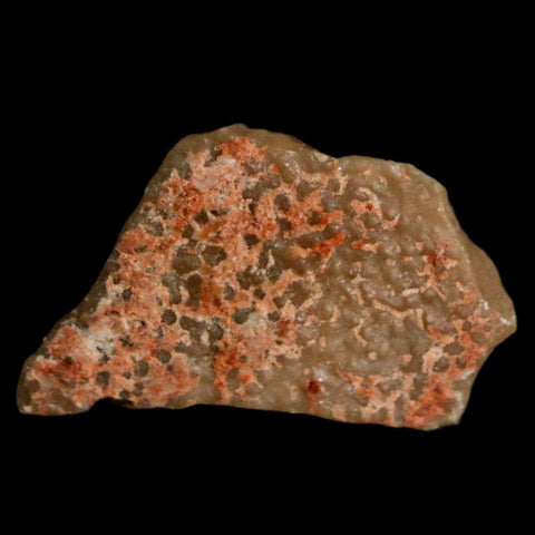 0.7" Megaloolithus Titanosaur Dinosaur Fossil Egg Shell Bouches Du Rhone France Display - Fossil Age Minerals