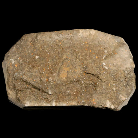 22MM Brittlestar Petraster Starfish Fossil Ordovician Age Blekus Morocco COA - Fossil Age Minerals