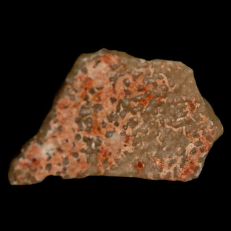 0.7" Megaloolithus Titanosaur Dinosaur Fossil Egg Shell Bouches Du Rhone France Display