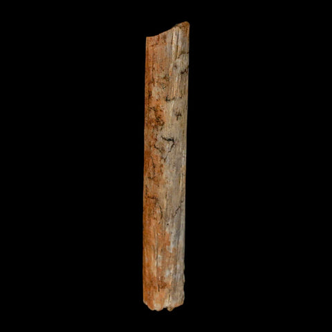 1.7" Hadrosaur Dinosaur Tendon Fossil Lance Creek FM Cretaceous Wyoming COA - Fossil Age Minerals