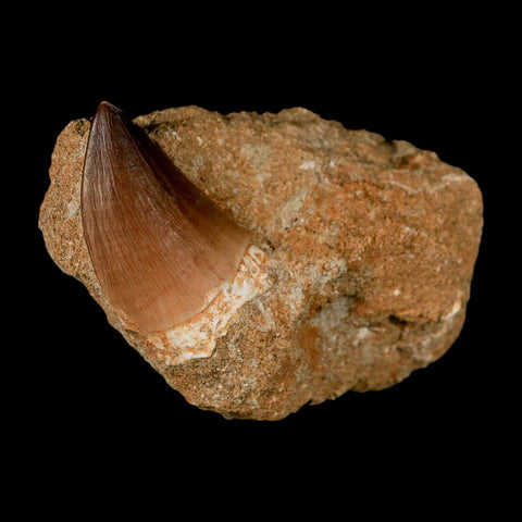 1.6" Mosasaur Prognathodon Fossil Tooth In Matrix Cretaceous Dinosaur Era COA - Fossil Age Minerals