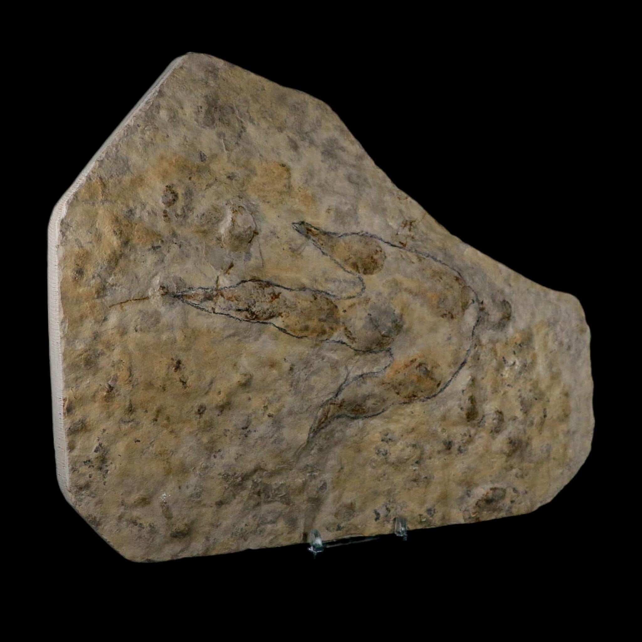 5.3" Grallator Variabilis Dinosaurs Tracks Foot Prints Jurassic Age France COA, Stand - Fossil Age Minerals