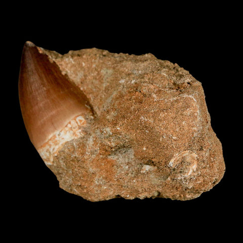 1.6" Mosasaur Prognathodon Fossil Tooth In Matrix Cretaceous Dinosaur Era COA - Fossil Age Minerals