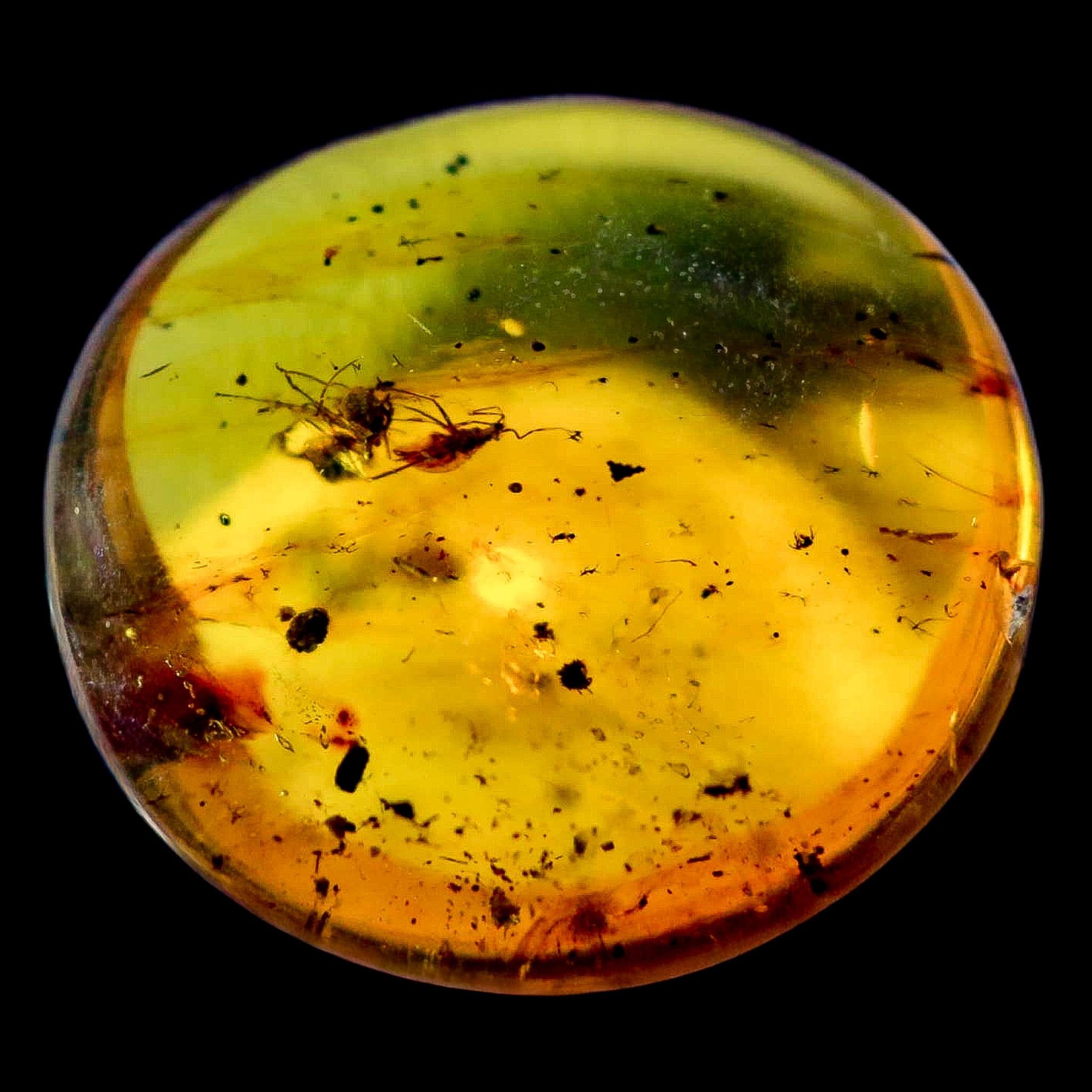 Burmese Insect Amber Unknown Flying Fossil Cretaceous Bermite Dinosaur Age - Fossil Age Minerals