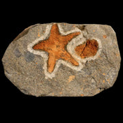 26MM Brittlestar Petraster Starfish Fossil Ordovician Age Blekus Morocco COA