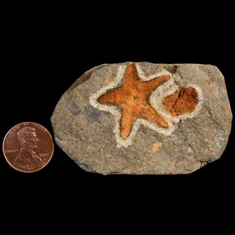 26MM Brittle Star Petraster Starfish Fossil Ordovician Age Blekus Morocco COA - Fossil Age Minerals