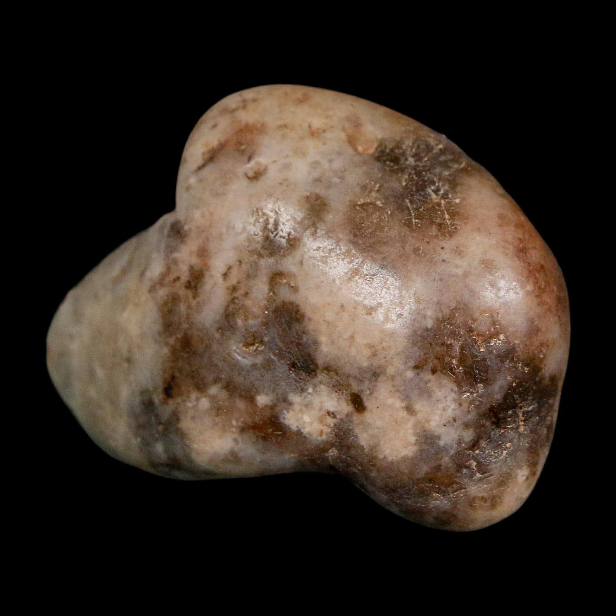 2" Sauropod Dinosaur Stomach Stone Gastrolith Rock Gizzard Stone COA - Fossil Age Minerals